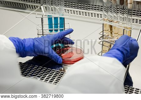 Researcher Working With Petri Plate In A Microbiology Laboratory