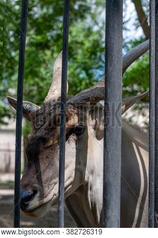 Photo Of The Head   Of A Antelope Through Cage. Selective Focus.  He Is Looking At The Photographer.