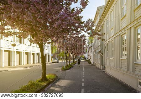 Cherry Trees In Bloom Street Radhusgata, Kristiansand