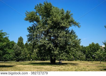 Bucharest, Romania - July 28, 2020: A Couple Sitting In The Shade Of A Very High Tree Next To The Su
