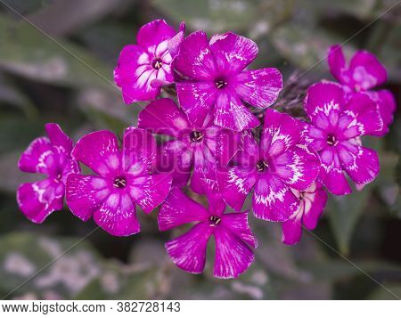 Pink Garden Phlox (phlox Paniculata). Flowering Branch Of Pink Phlox In The Garden. Soft Blurred Sel
