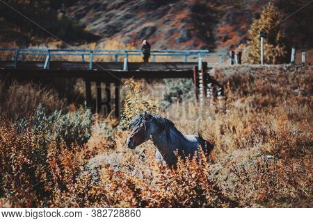 Autumn Mountain Scenery With A Horse Surrounded By Yellowed Dry Tall Grass Of The Wild Meadow And A 