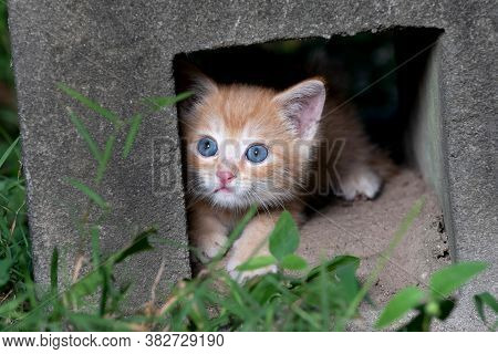 Yellow Tabby Kitten Hiding In A Concrete Block