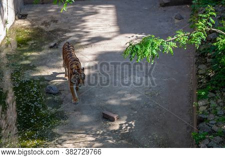 One Tiger Walks In Its Aviary Lonely In Sunny Weather At The Zoo
