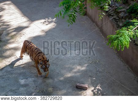 One Tiger Walks In Its Aviary Lonely In Sunny Weather At The Zoo