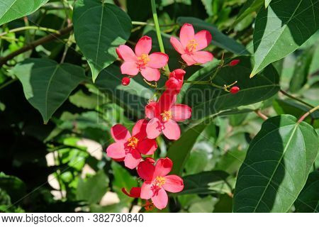 Blooming Red Flowers Jatropha Whole-edged (latin - Jatropha Integerrima)