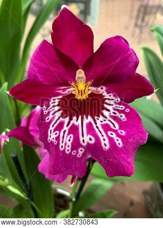 Beautiful Red Exotic Miltonia (lat. Miltonia) Orchid Flower