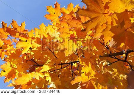Autumn Sun Shines Through The Foliage During Leaf Fall, Close-up In Nature With Maple Trees