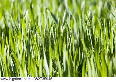 Green Wheat Or Other Grain On Agricultural Lands, The Farming For The Production Of Crops And Profit