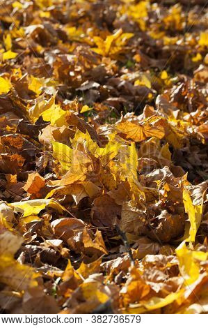 Autumn Yellow Foliage During Leaf Fall, In Nature In The Park Fallen Into The Grass, Closeup