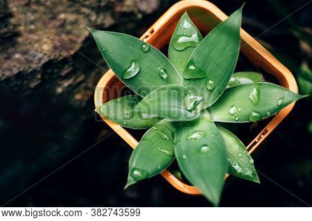 Small Succulent Plant Agava With Drops Of Water On It In Orange Pot On A Ground