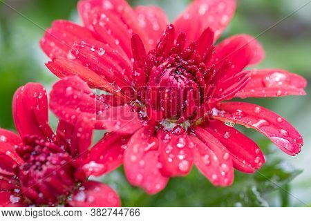 Closeup Of Red Flowers Of Chrysanthemum Morifolium After Rain With Water Drops