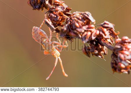 Detail Of Bug In Forest, Beetle Hemiptera Heteroptera (syromastus Rhombeus), Europe, Czech Republic 