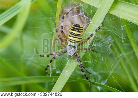 Argiope Bruennichi (wasp Spider) On Web, Species Of Orb-web Spider Distributed Throughout Central Eu