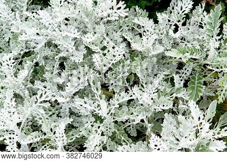 Gray Green Leaves Of Cineraria In Macro. Exotic Dusty Miller Plant Close-up. Natural Background Of C