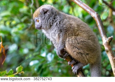 Funny Bamboo Lemurs On A Tree Branch Watch The Visitors
