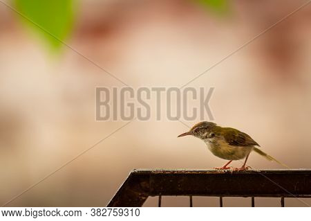 Common Tailorbird Or Orthotomus Sutorius A Small Shy Bird
