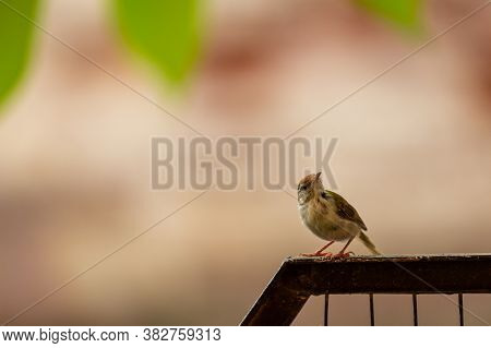 Common Tailorbird Or Orthotomus Sutorius A Small Shy Bird