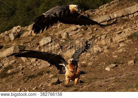The Bearded Vulture (gypaetus Barbatus), Also Known As The Lammergeier Or Ossifrage Flies Low Over T