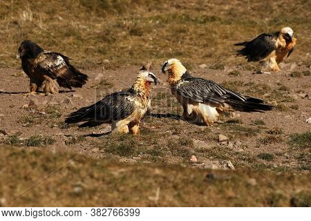 The Bearded Vulture (gypaetus Barbatus), Also Known As The Lammergeier Or Ossifrage, Group Of Birds 