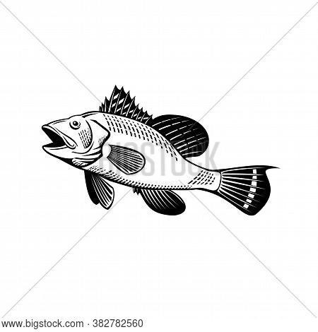 Retro Woodcut Style Illustration Of A Black Sea Bass Centropristis Striata, An Exclusively Marine Gr