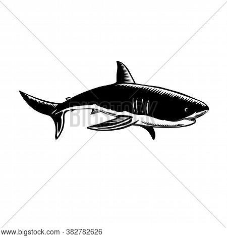 Retro Woodcut Style Illustration Of A Great White Shark Carcharodon Carcharias, White Shark Or White