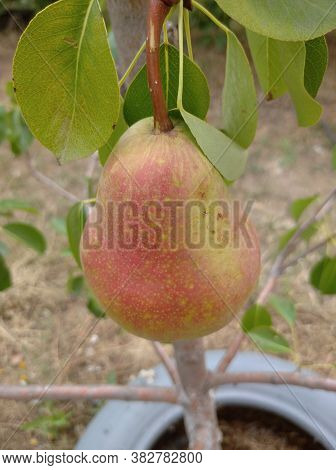 Fresh Juicy Pears On Pear Tree Branch.organic Pears In Natural Environment.crop Of Pears In Summer G