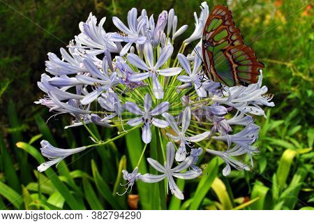 Pearly Malachite Butterfly Latin Name Siproeta Stelenes On Agapanthus Africanus 'albus' Flowers