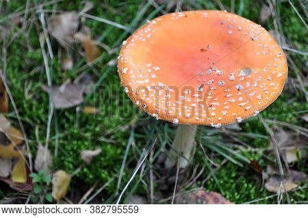 Poisonous Red Mushroom Dotted Toadstool Mushroom Hat