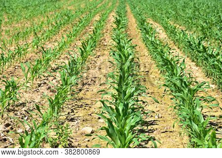 Young Corn Plants In A Field. Maize Or Sweetcorn Plants Background. Cornfield Texture. Agricultural 
