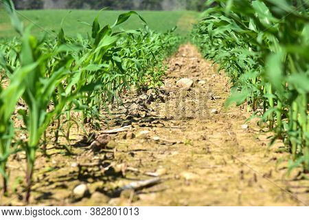 Young Corn Plants In A Field. Maize Or Sweetcorn Plants Background. Cornfield Texture. Agricultural 