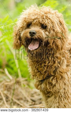 Cavapoo Dog With Underbite Smiling And Playing In The Woods