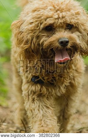 Cavapoo Dog Smiling Sitting In The Woods
