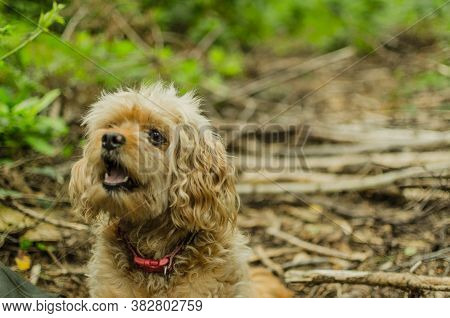 Cavapoo Dog Smiling Sitting In The Woods
