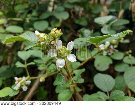 Macro Photography - A Tiny White Blossom Of Rubus Ellipticus Plant