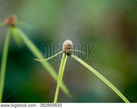 Whitehead Spike Sedge Flower Belonging To The Sedge Family