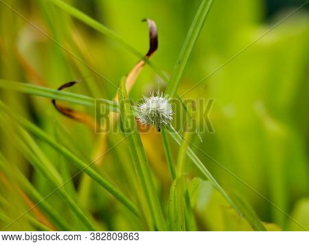 Whitehead Spike Sedge Flower Belonging To The Sedge Family