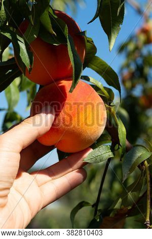 Harvesting Peaches. Female Hand Touching Fresh Ripe Peach On Branch Of Peach Tree In Orchard.