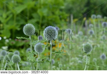 Globe Thistle Thornbush Flower Head.bumblebee Pollinating Blue Spherical Flower Head Of Echinops Com