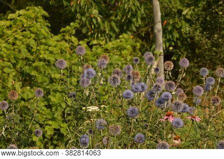 Globe Thistle Thornbush Flower Head.bumblebee Pollinating Blue Spherical Flower Head Of Echinops Com