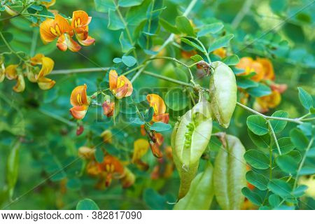 Colutea Arborescens In Garden. Bright Orange Flowers And Seeds