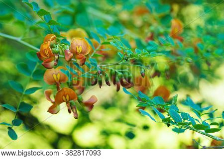 Colutea Arborescens In Garden. Bright Orange Flowers, Sunlight
