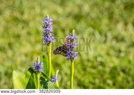 A Fritillary Butterfly On A Aquatic Purple Pickerel Flower Feeding On The Nectar Of The Plant On A B