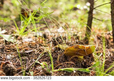 Mushroom Boletus, Suillus Luteus, In Fallen Needles And Grass In The Coniferous Forest At Sunny Morn