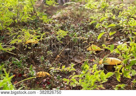 Group Of Mushrooms Boletus, Suillus Luteus, In Shrubs In The Coniferous Forest At Sunny Morning, Mus