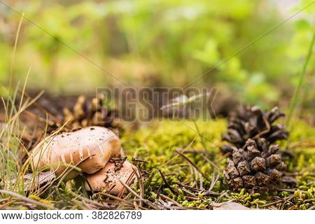 A Group Of Boletus, Suillus Luteus, Among The Moss And Pinecones In The Forest, Mushroom Picking Sea