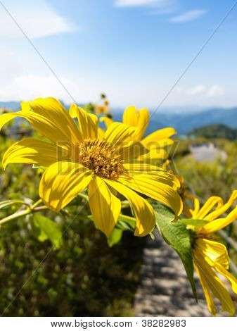 Mala hierba girasol mexicano con cielo azul