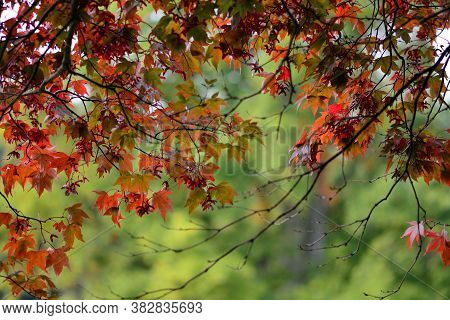 Japanese Maple (acer Japonicum)