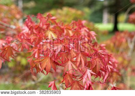 Close Up Of Red Leaves On A Japanese Maple (acer Japonicum) Tree.