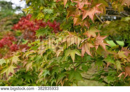 Japanese Maple (acer Japonicum)